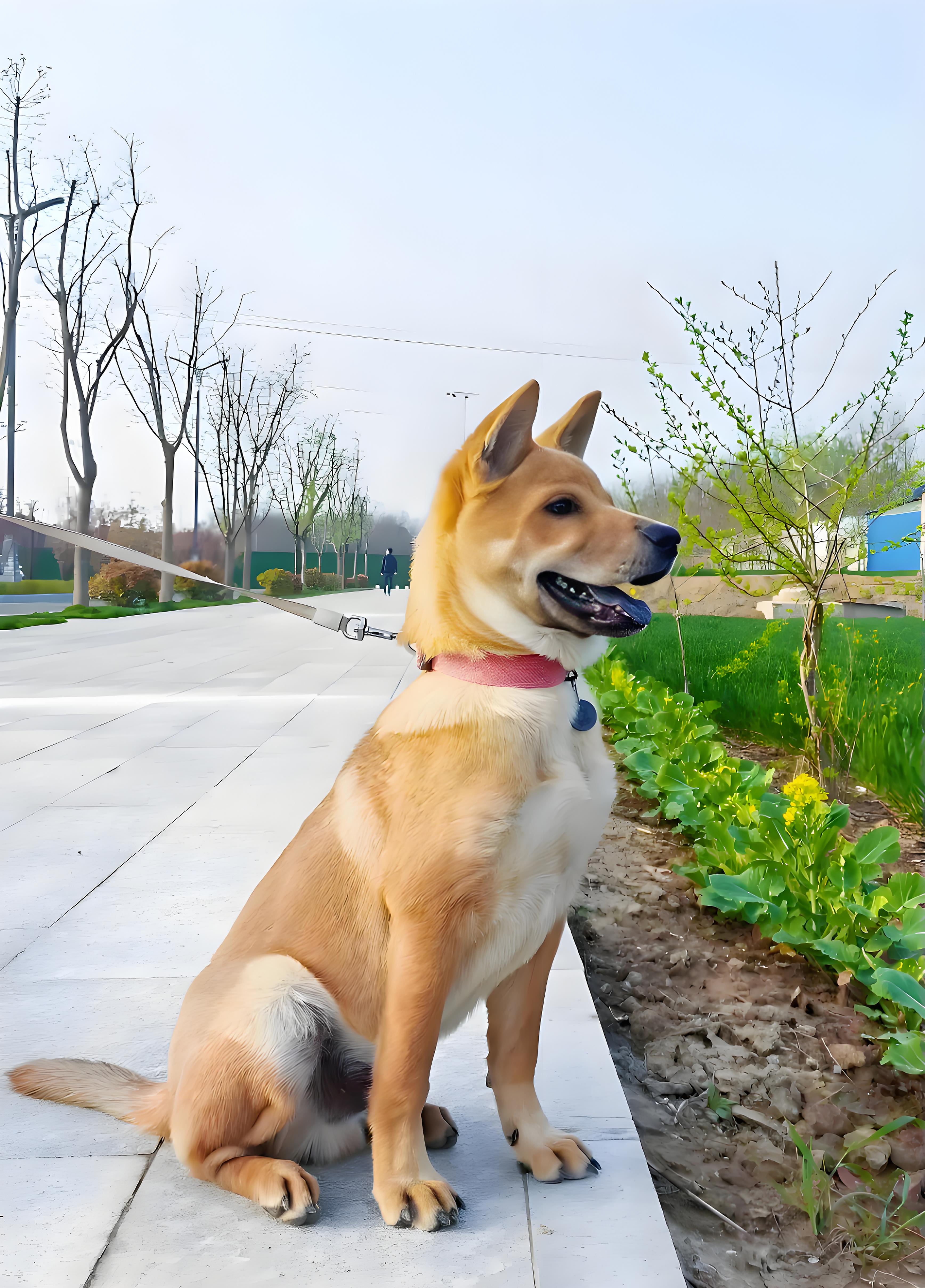 中华田园犬